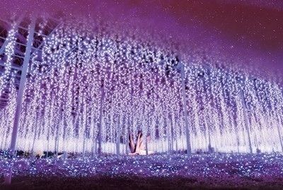 あしかがフラワーパーク「光の花の庭」