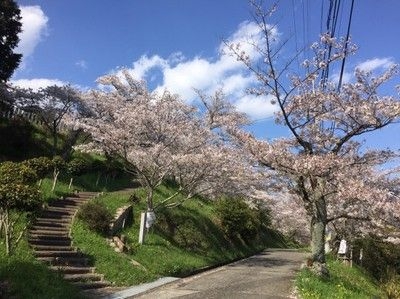 令和5年橋本市高野口公園 桜まつり