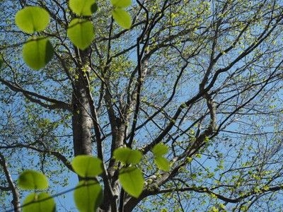 4月特別ガイドウォーク「春を告げる森の音を聴きにいこう」